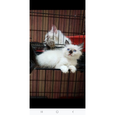 kucing persia ragdoll