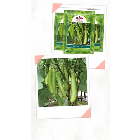 5 Butir Benih Terong Hijau Hitavi Repacking (Panah Merah)