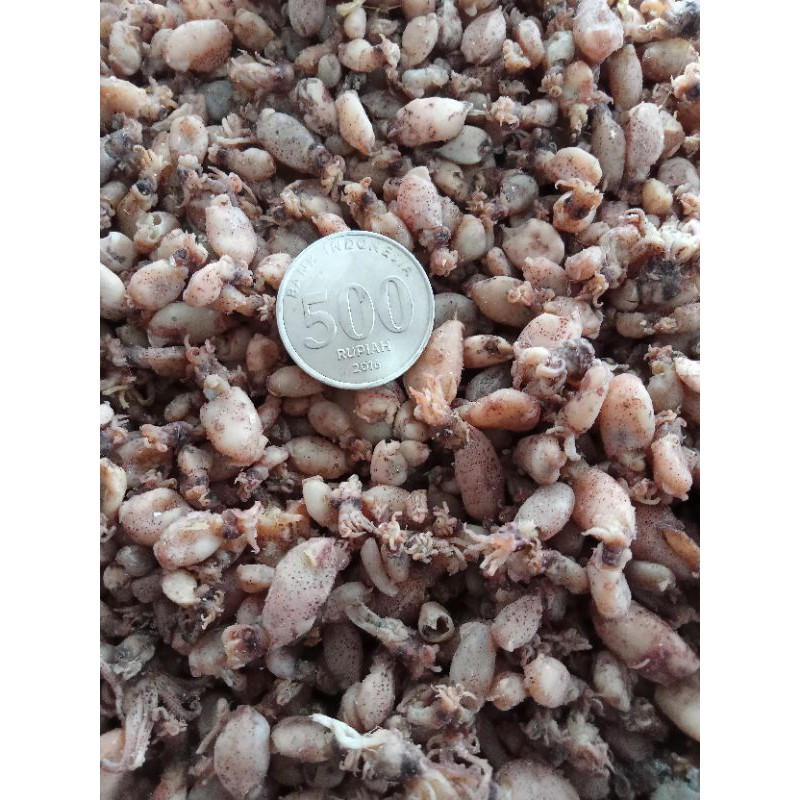 

BABY CUMI KUALITAS SUPER 1kg size 0.5-2.5cm