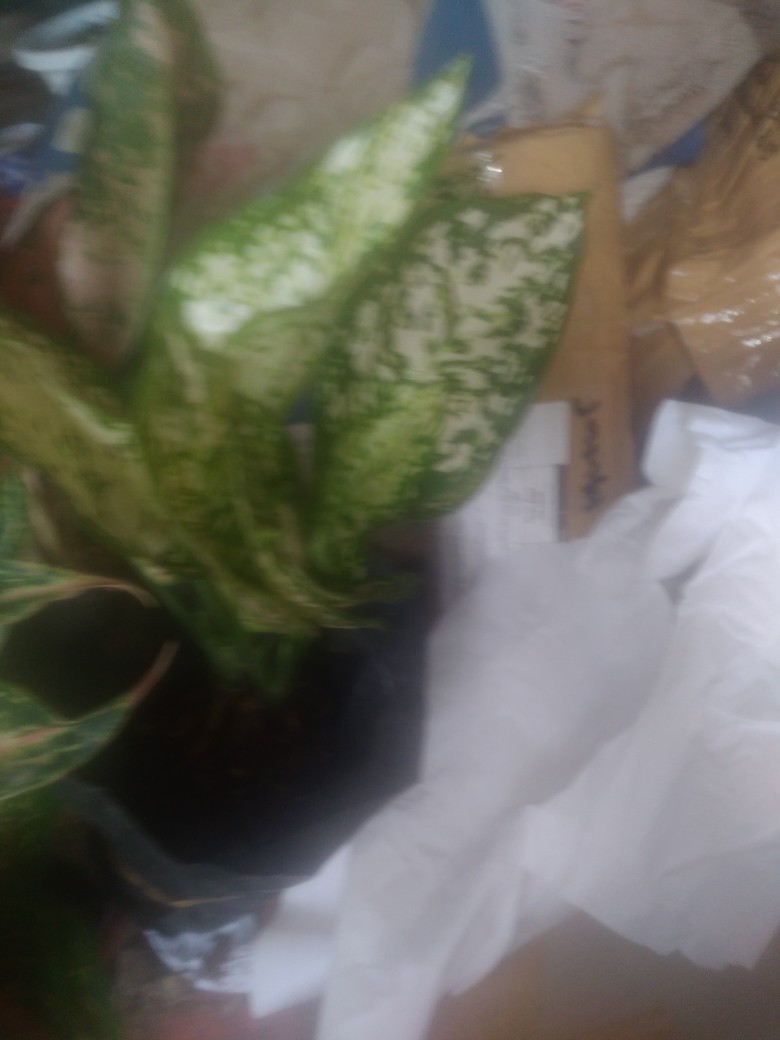 Bunga Aglonema Paket 3 Btg