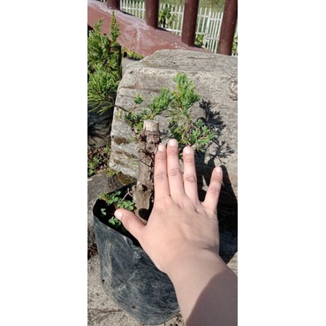 Cemara Sinensis Hijau Bonggol Besar