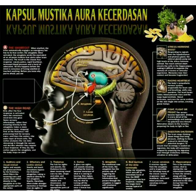 Kapsul Mustika Aura Kecerdasan