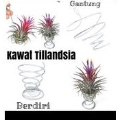 kawat tilandsia