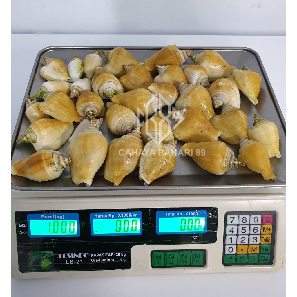 Siput Gonggong