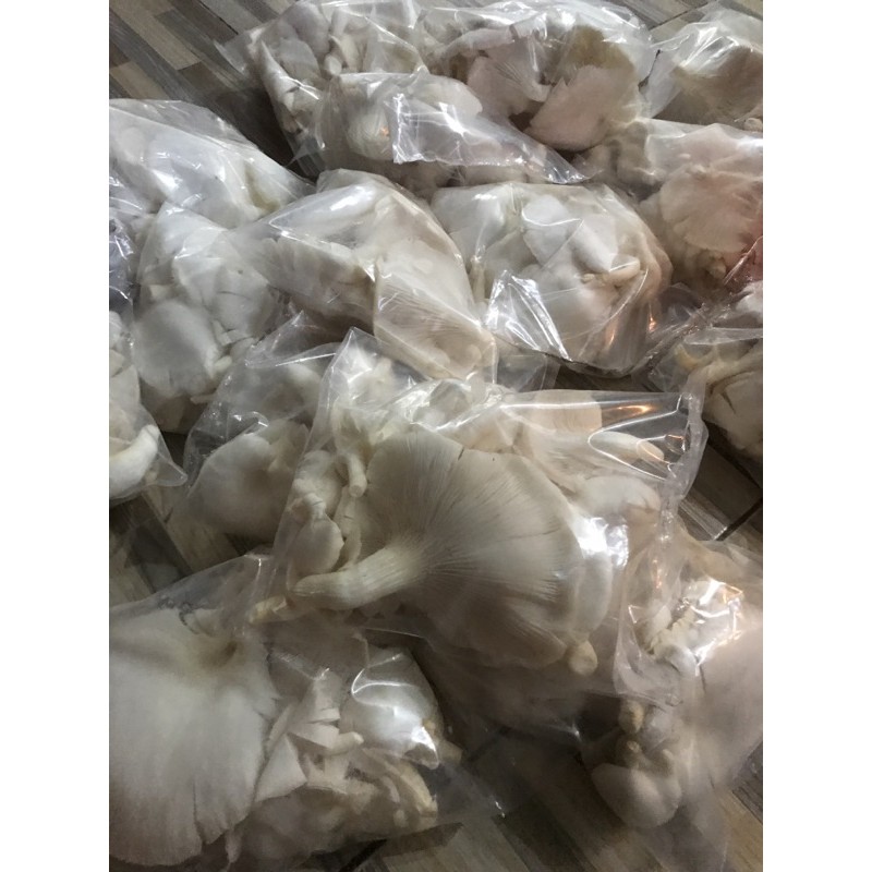 Jual Jamur Tiram 1 Kg Shopee Indonesia