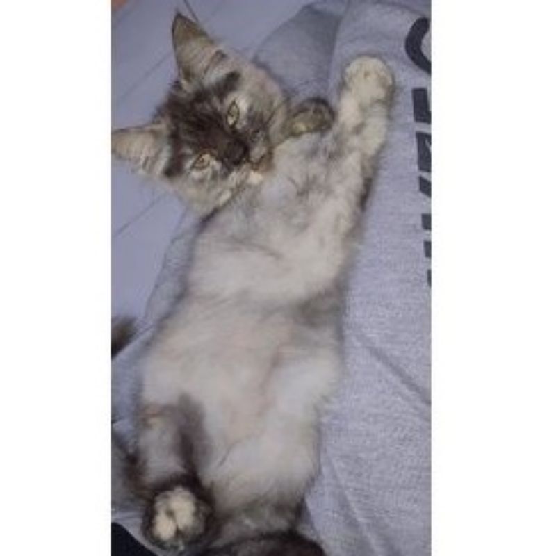 kucing anggora Persia anabul adopsi 3bulan++