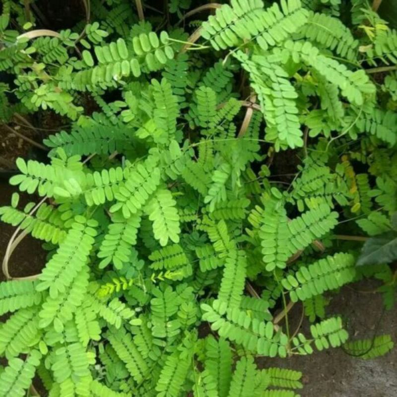 

Daun Saga Manis obat herbal batuk