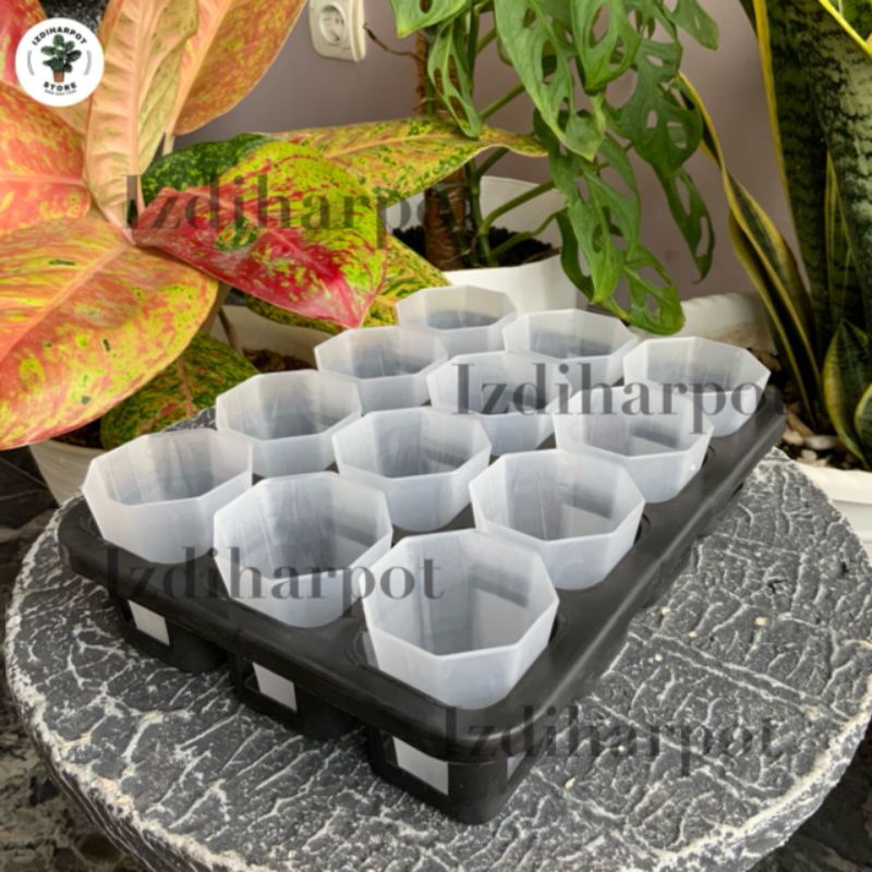 1 set tray + POT NKT PAGODA 5CM BENING TRANSPARAN | tray semai bibit