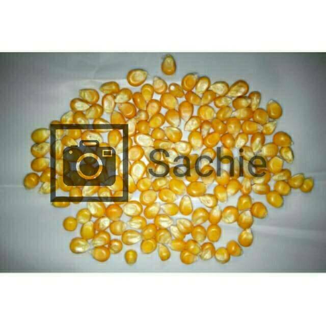 

Jagung POPCORN Kualitas SUPER Biji LANCIP