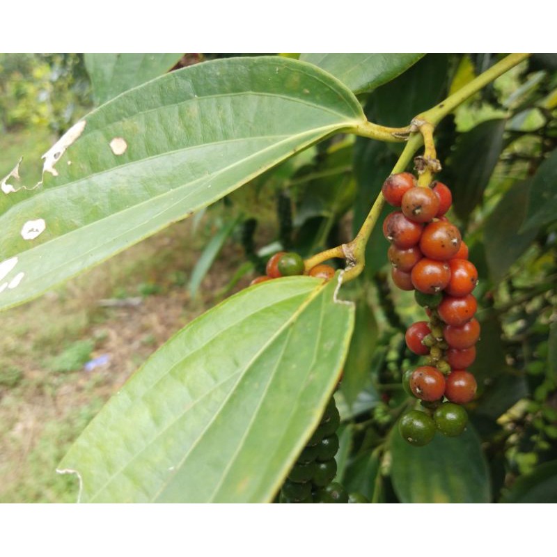 

MERICA ASLI 100% LANGSUNG DARI PETANI