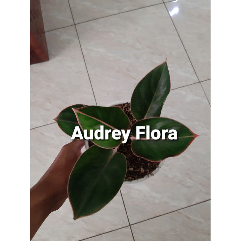 Tanaman Hias Aglonema Flamingo - Aglonema Lipstik Flamingo