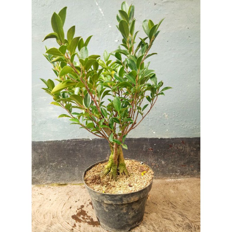beringin kimeng (ficus microcarpa)