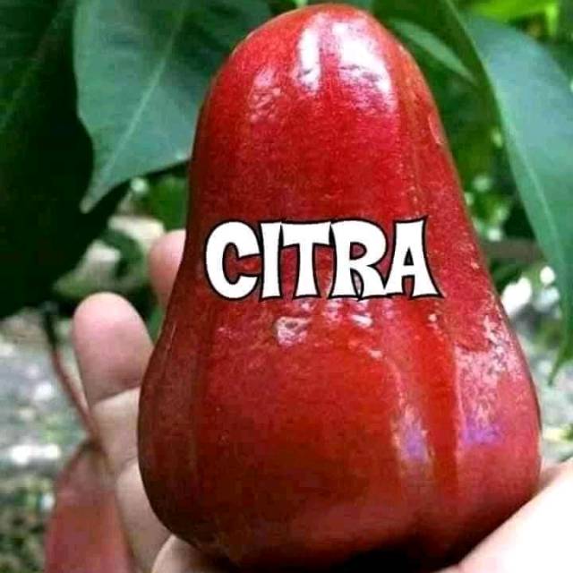 bibit jambu citra jumbo
