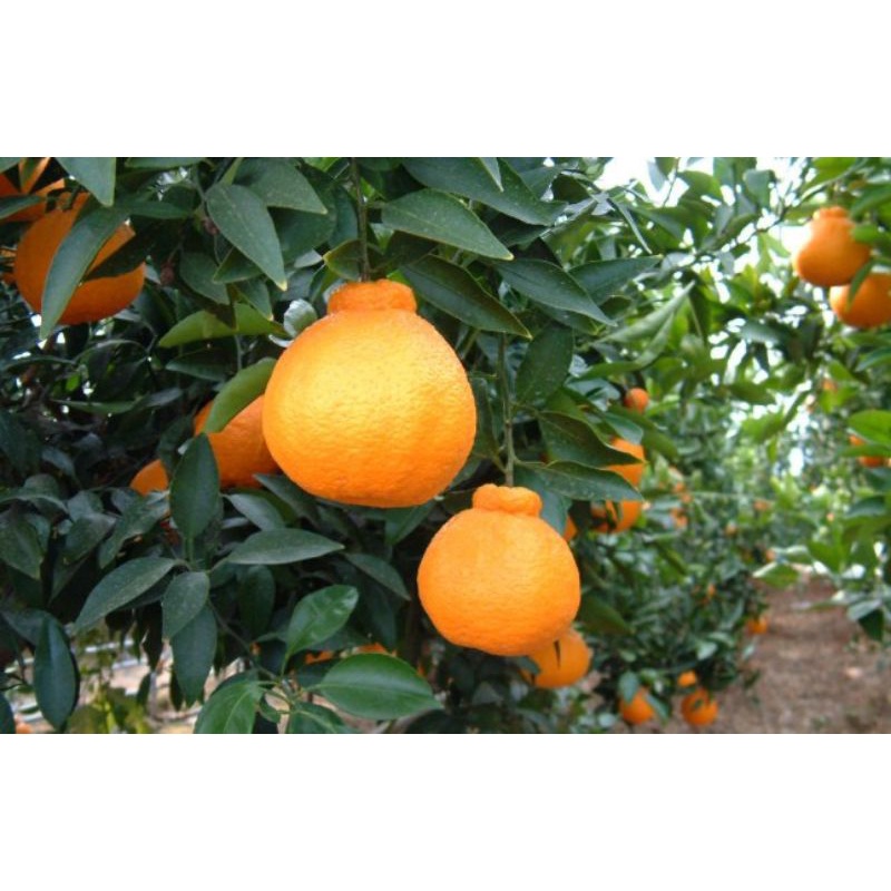 bibit jeruk dekopon berbuah jumbo hasil cangkok