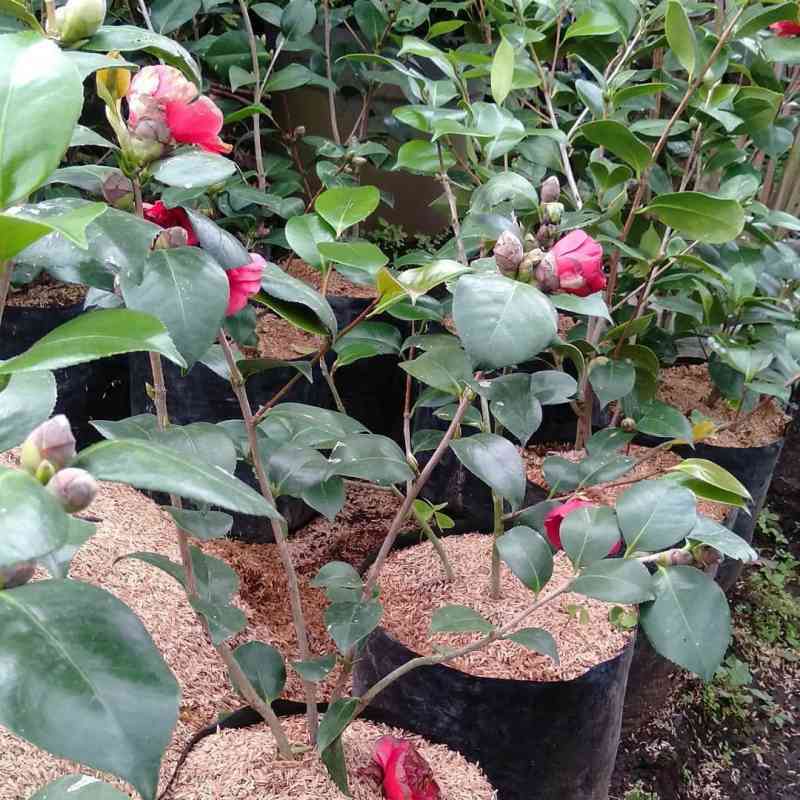 Pohon Camelia Indukan Berbunga Tanaman Bergaransi