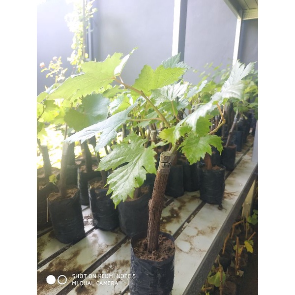 BIBIT ANGGUR IMPORT JULIAN / HASIL GRAFTING