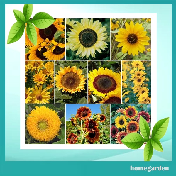 Benih Bunga Matahari Bibit Bunga Matahari SunFlower Bibit Bunga Hias