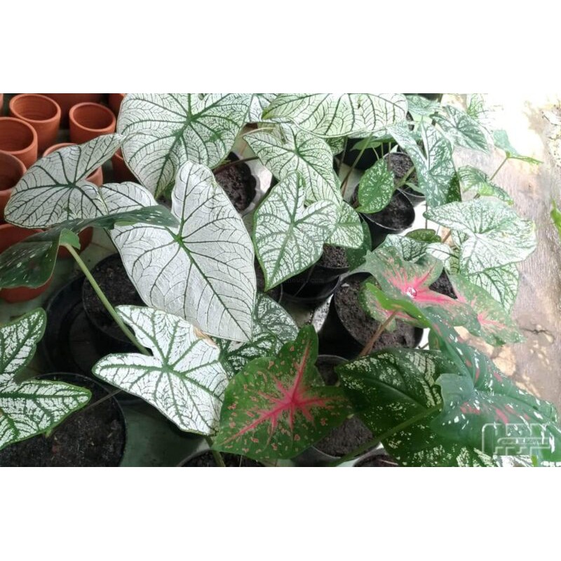 Tanaman Hias Keladi White Queen - Alocasia White Queen- Caladium BERGARANSI