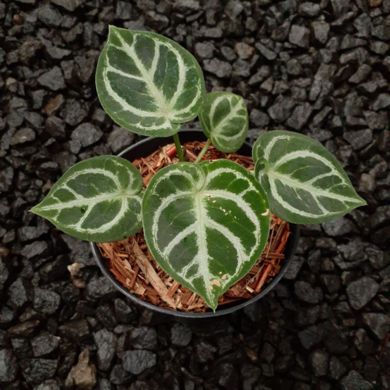 Tanaman Hias Baby Bibit Kuping Gajah Dorayaki Mangkok / Anthurium Ori not Forgetii