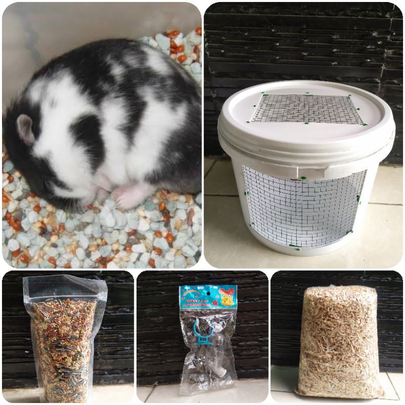 Paket sepasang hamster campbell panda