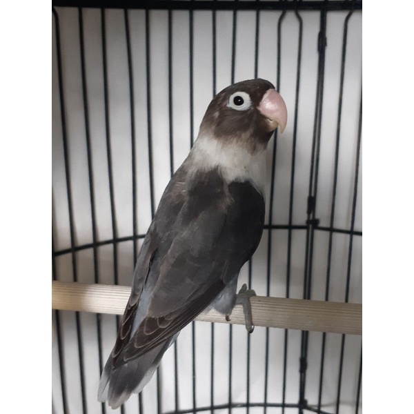 Jual lovebird BATMAN | Shopee Indonesia