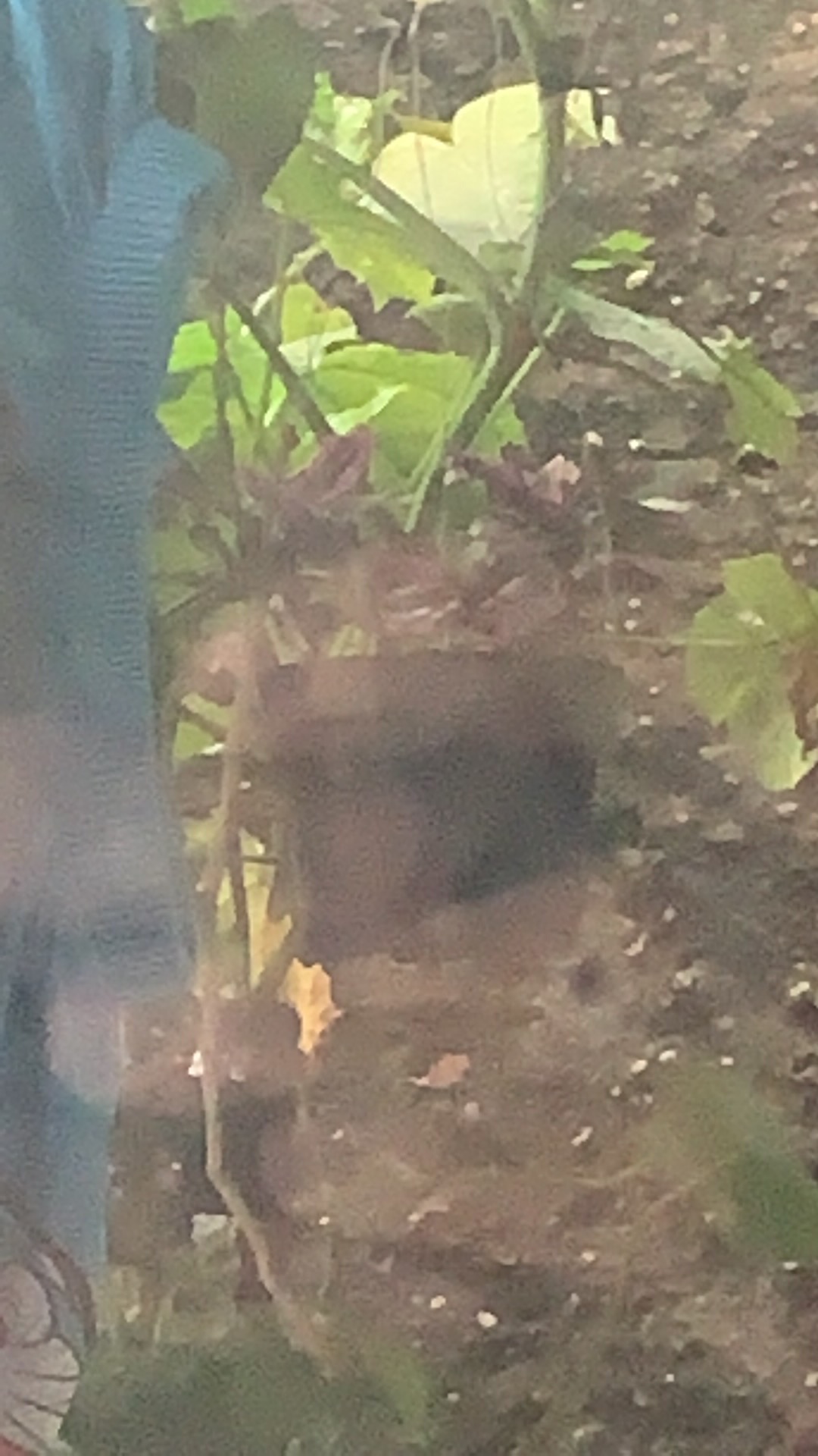 Tanaman Hias Nanouk Tradescantia