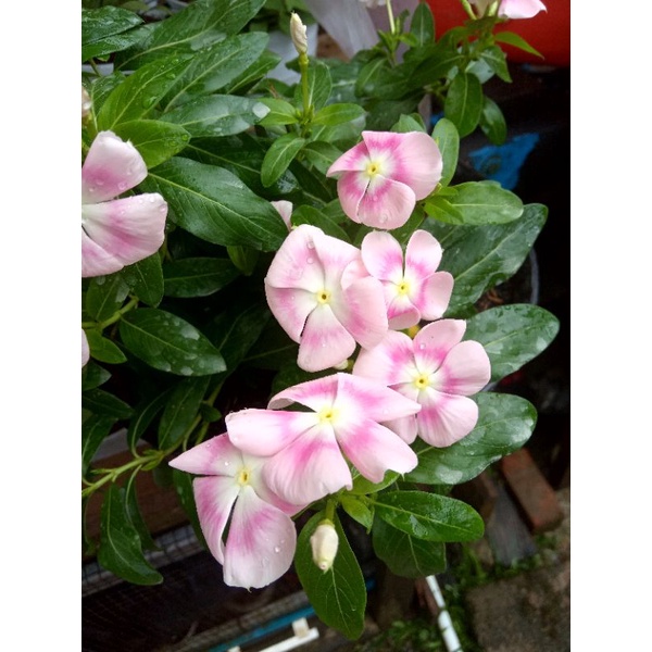 BENIH FRESH BUNGA CANTIK VINCA/TAPAK DARA JUNTAI/GANTUNG IMPOR JAPANESE SERIES NIRVANA RING HALLO