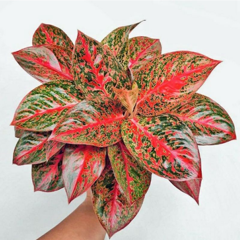 aglaonema red stardust ( tanaman hias aglaonema stardust ) bisa COD✅