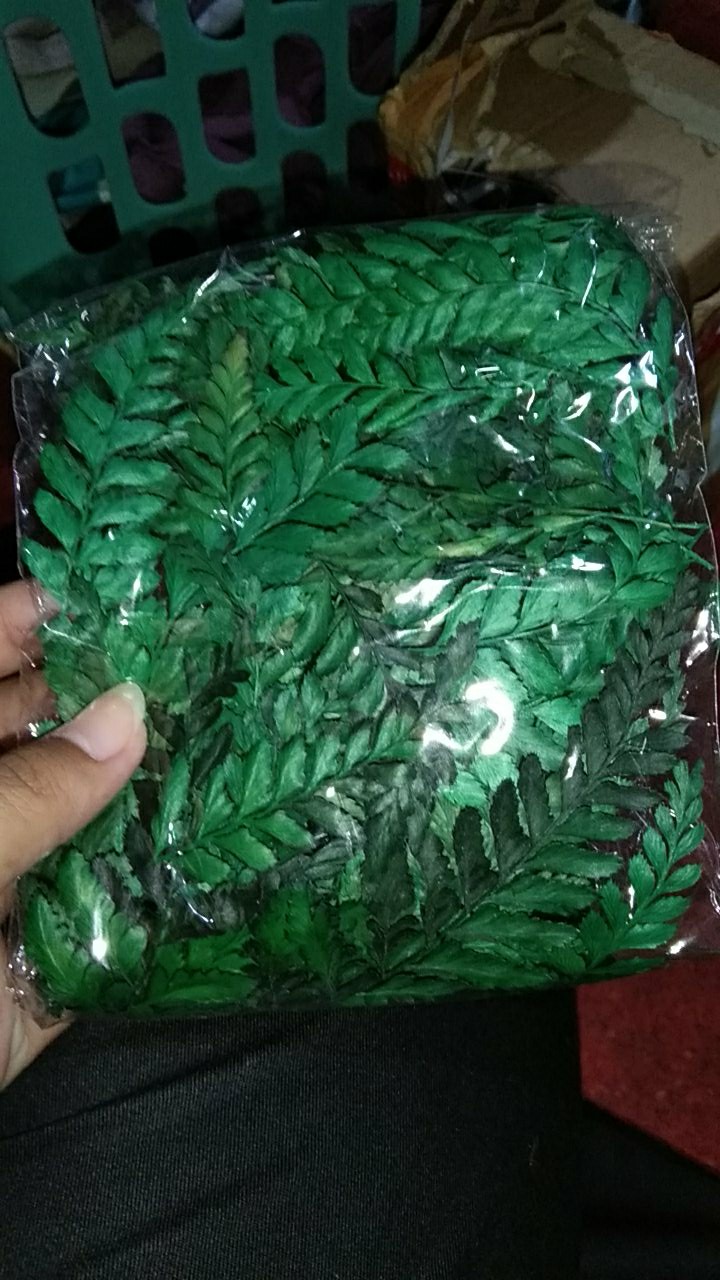 Daun Pakis Kering Warna Hijau