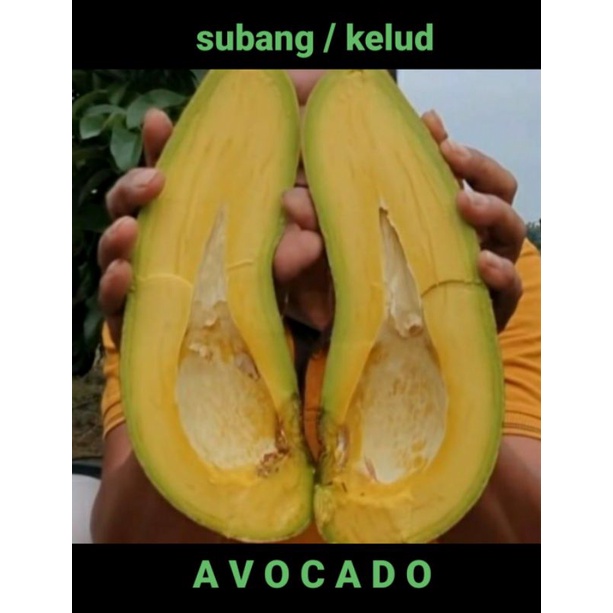 tanaman alpukat jumbo subang/kelud_bibit okulasi