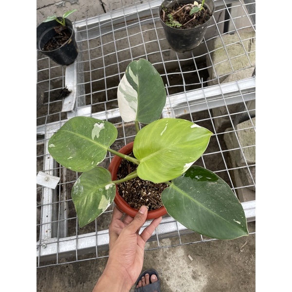 Philodendron White Wizard.