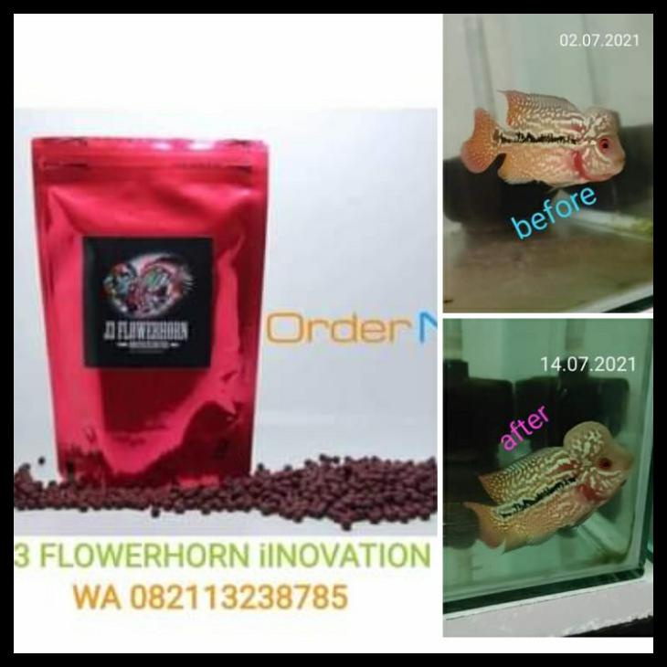 Super Red J3 Flowerhorn ( Pelet Louhan) - S