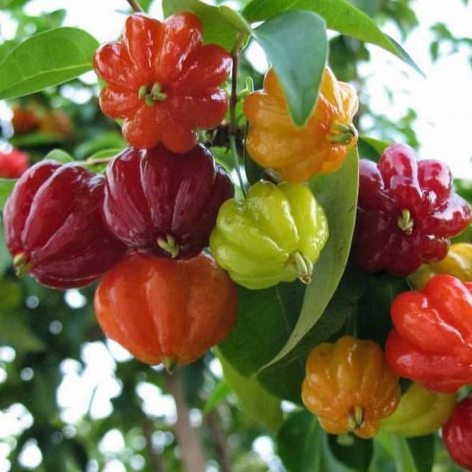 Bibit Tanaman Buah Surinam Cherry Brazilian Cherry Segar
