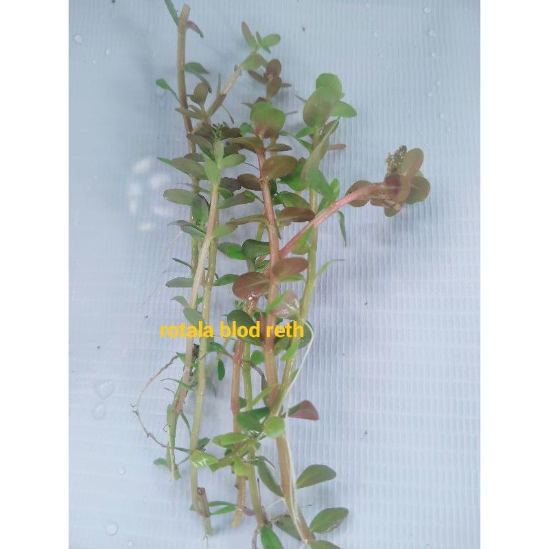 

rotalablodreth/25batang