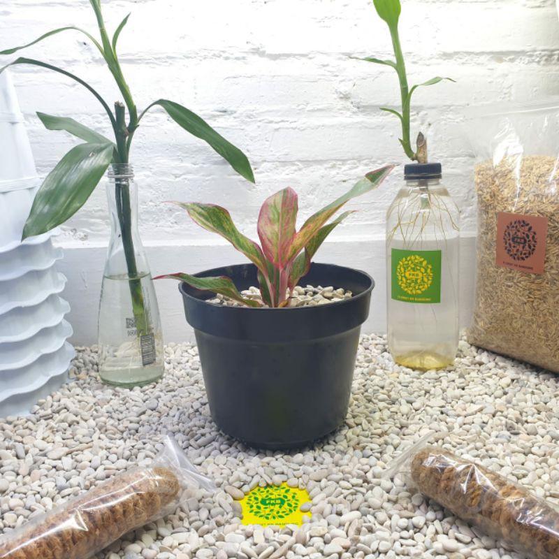 Tanaman Hias Sygonium Aglonema Lipstick Siam Lipstik Merah Sedang