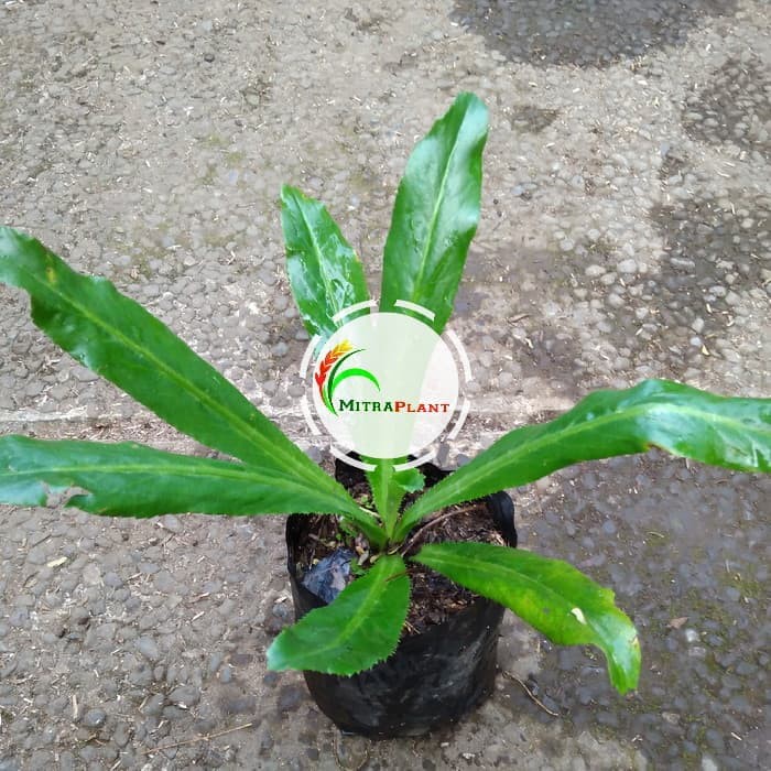 Bibit Tanaman Walang Sangit Bibit Tanaman Daun Walang Sangit Pohon Walang Sangit