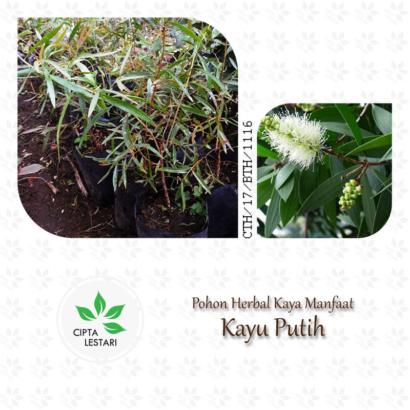 Bibit Kayu Putih Pohon Kayu Putih