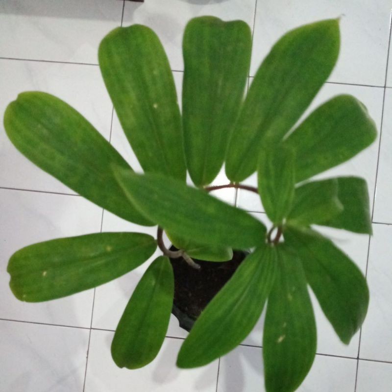 pacing / pacing asli hutan