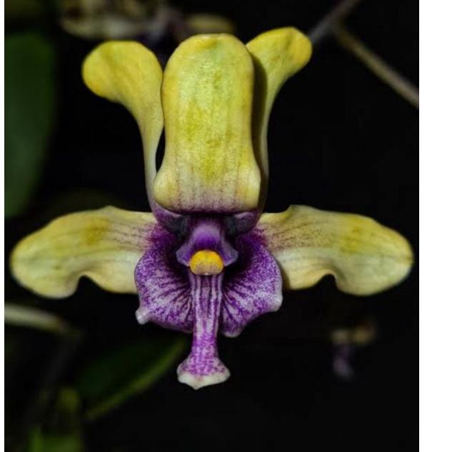 Sudah READY.. Botol Dendrobium Spesies anggrek besi (violaceoflavens)