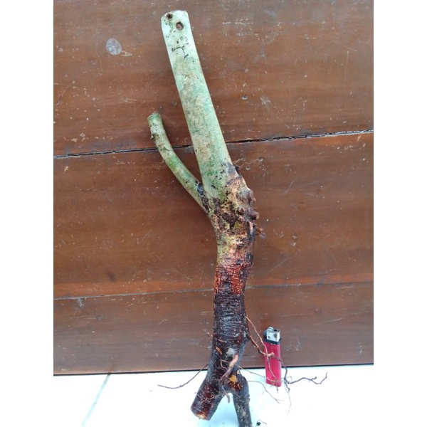 Bahan dangkelan bonsai rukem/tanaman rukem /bonsai rukem pucuk merah