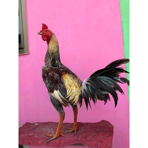 ayam Pama IQ(telur fertill)