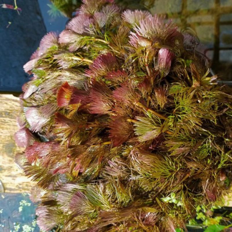 Cabomba red tanaman Aquascape