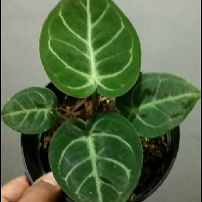 bibit pohon kuping Gajah dorayaki kg