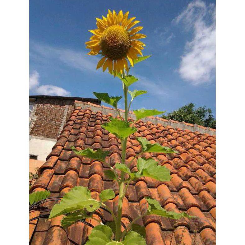 Jual Benih Bunga Matahari Sunflower Shopee Indonesia