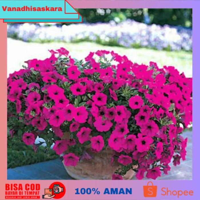 (BISA COD) Tanaman hias bibit bunga petunia