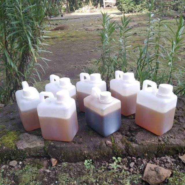 

Madu lebah