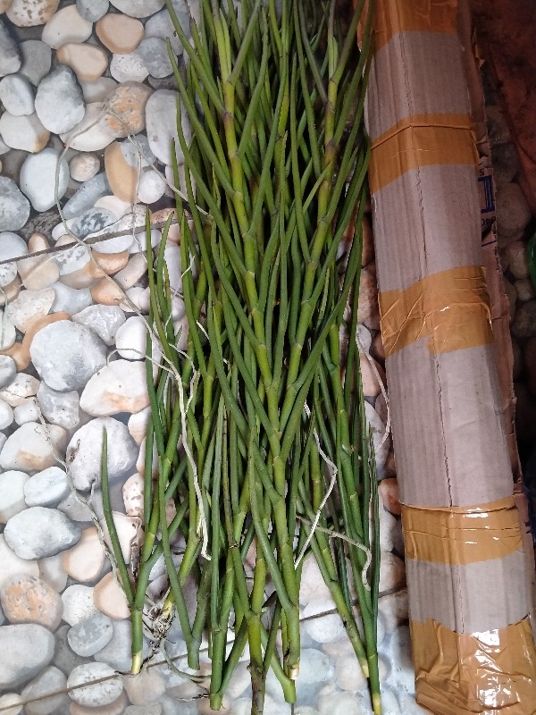 Vanda Douglas Murah (dewasa)