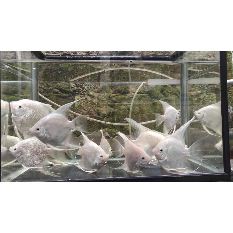 

Manfish Platinum / silver