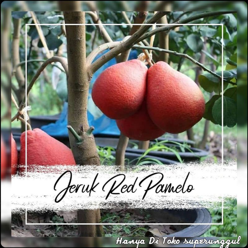 Bibit jeruk red pamelo