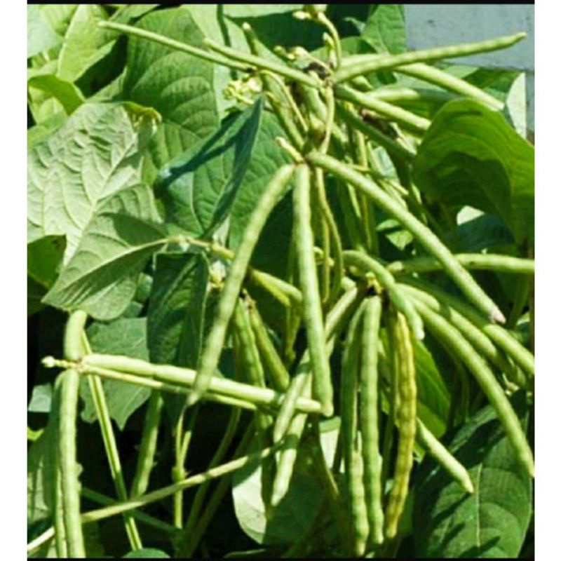 benih kacang hijau vima 100bj